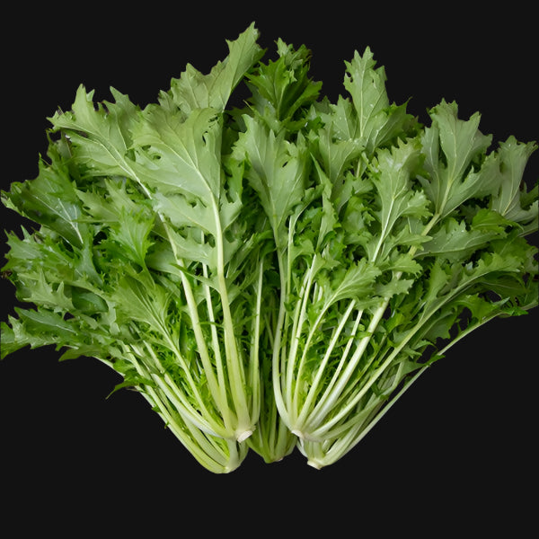 Semences de Mizuna Greens
