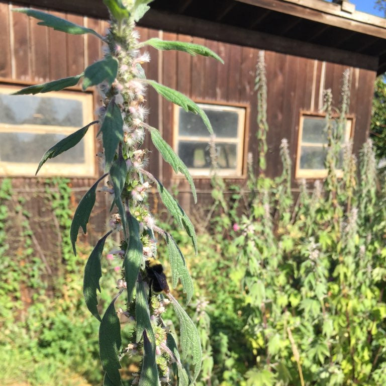 Semences d'Agripaume (Motherwort)
