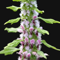 Semences de cardiaca (Motherwort)