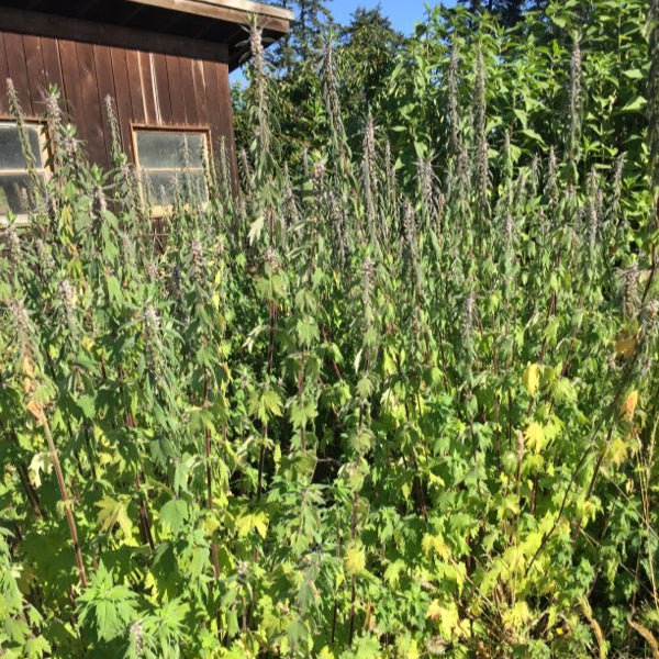 Semences d'Agripaume (Motherwort)