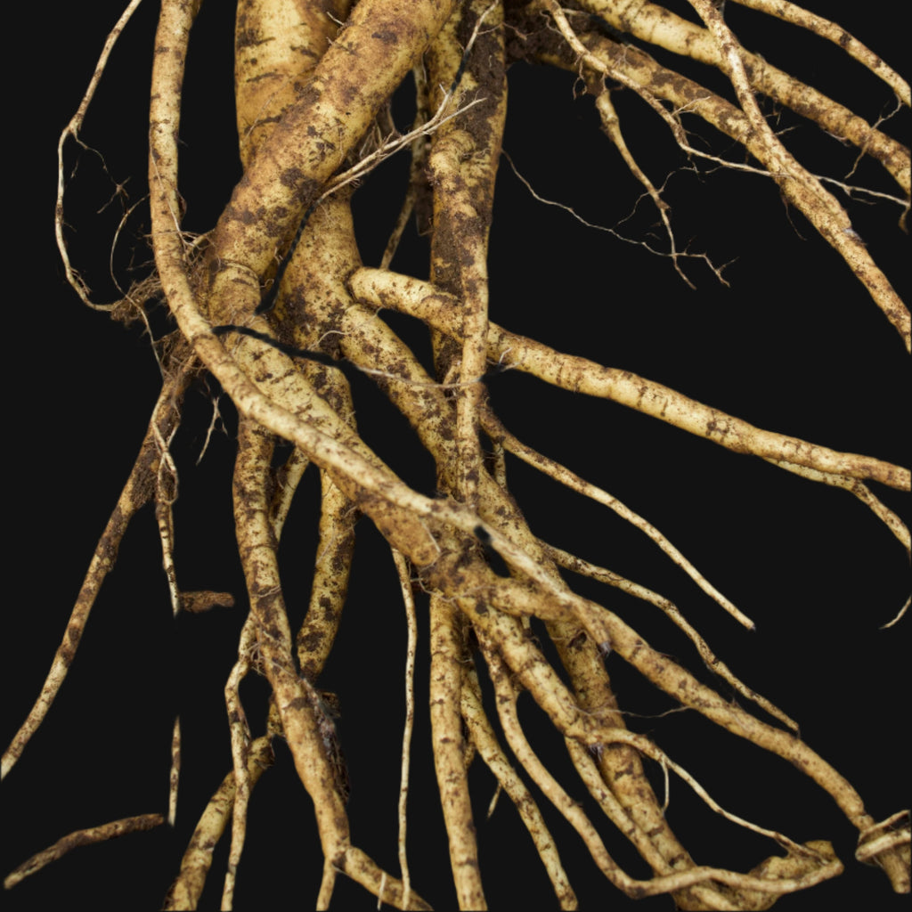 Motherwort Seeds