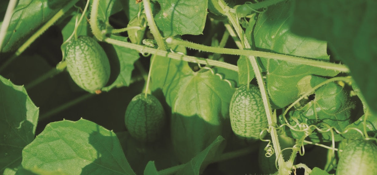 Cucamelon Mouse Melon Seeds