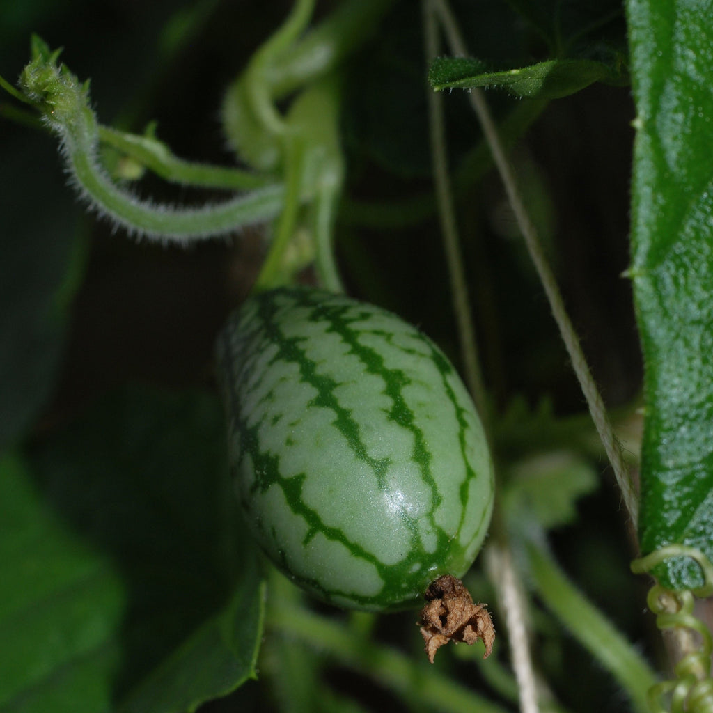 Cucamelon Mouse Melon Seeds