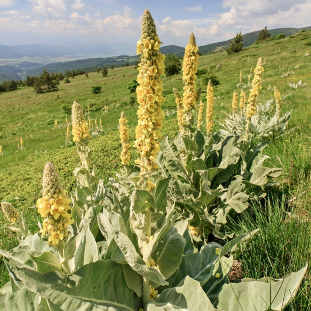 Mullein Seeds