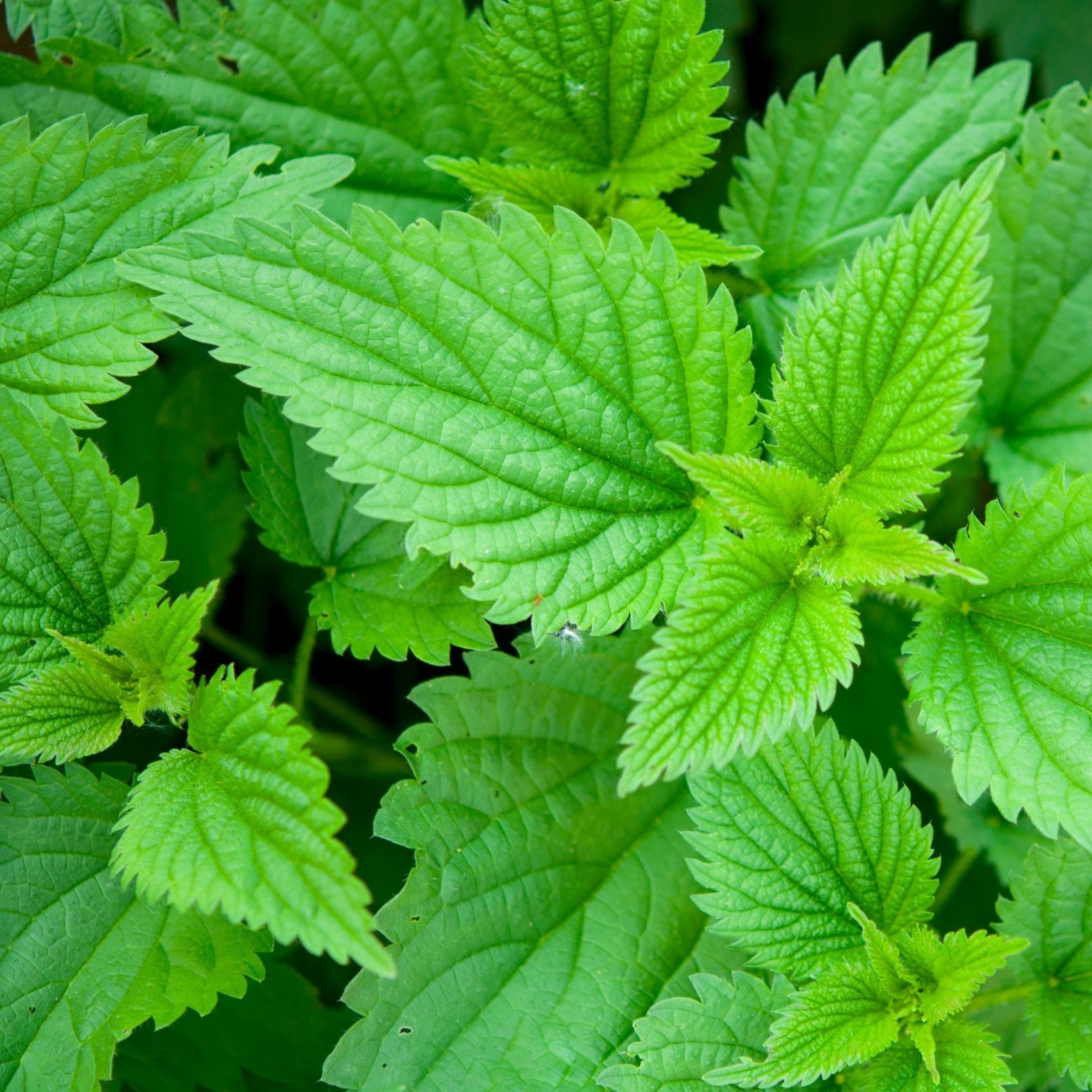 Stinging Nettle Seeds