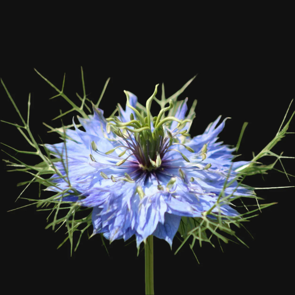 Semences de Nigelle