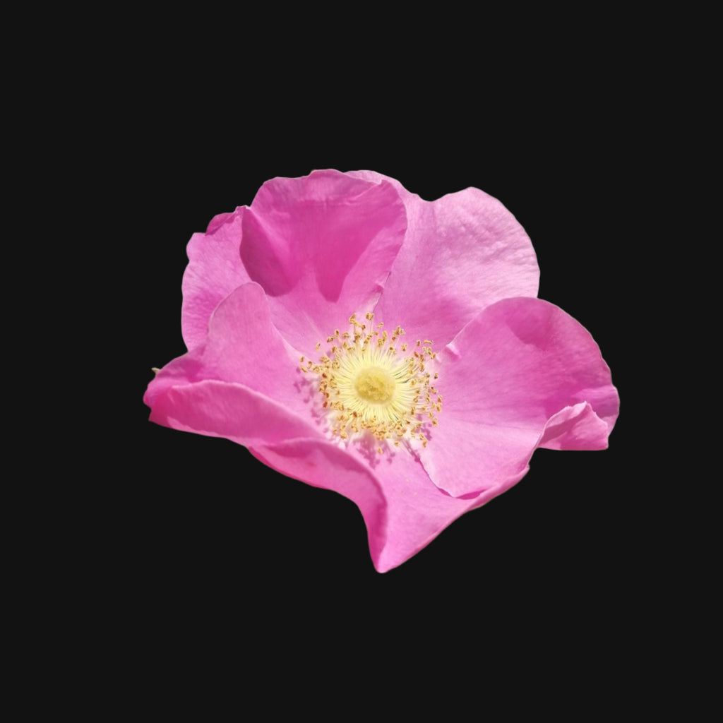Semences de Nootka Rose