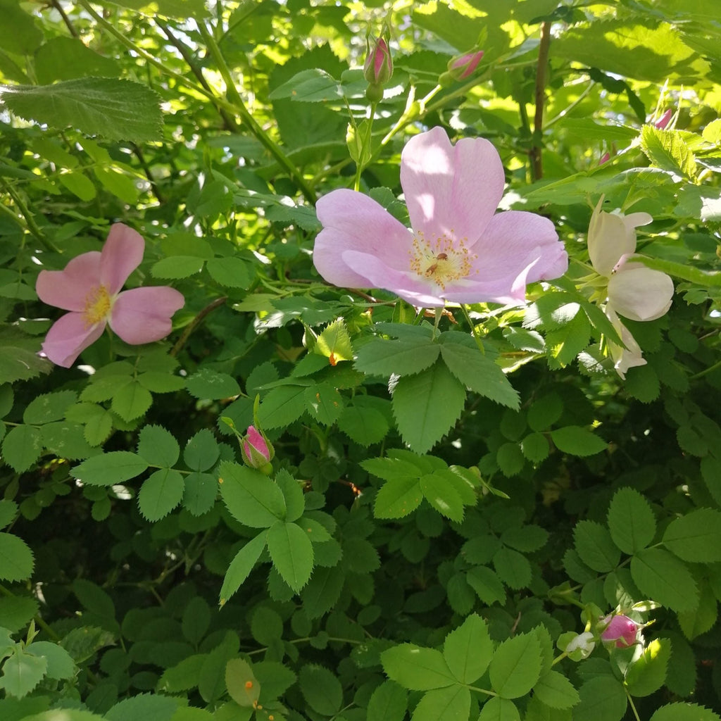 Semences de Nootka Rose