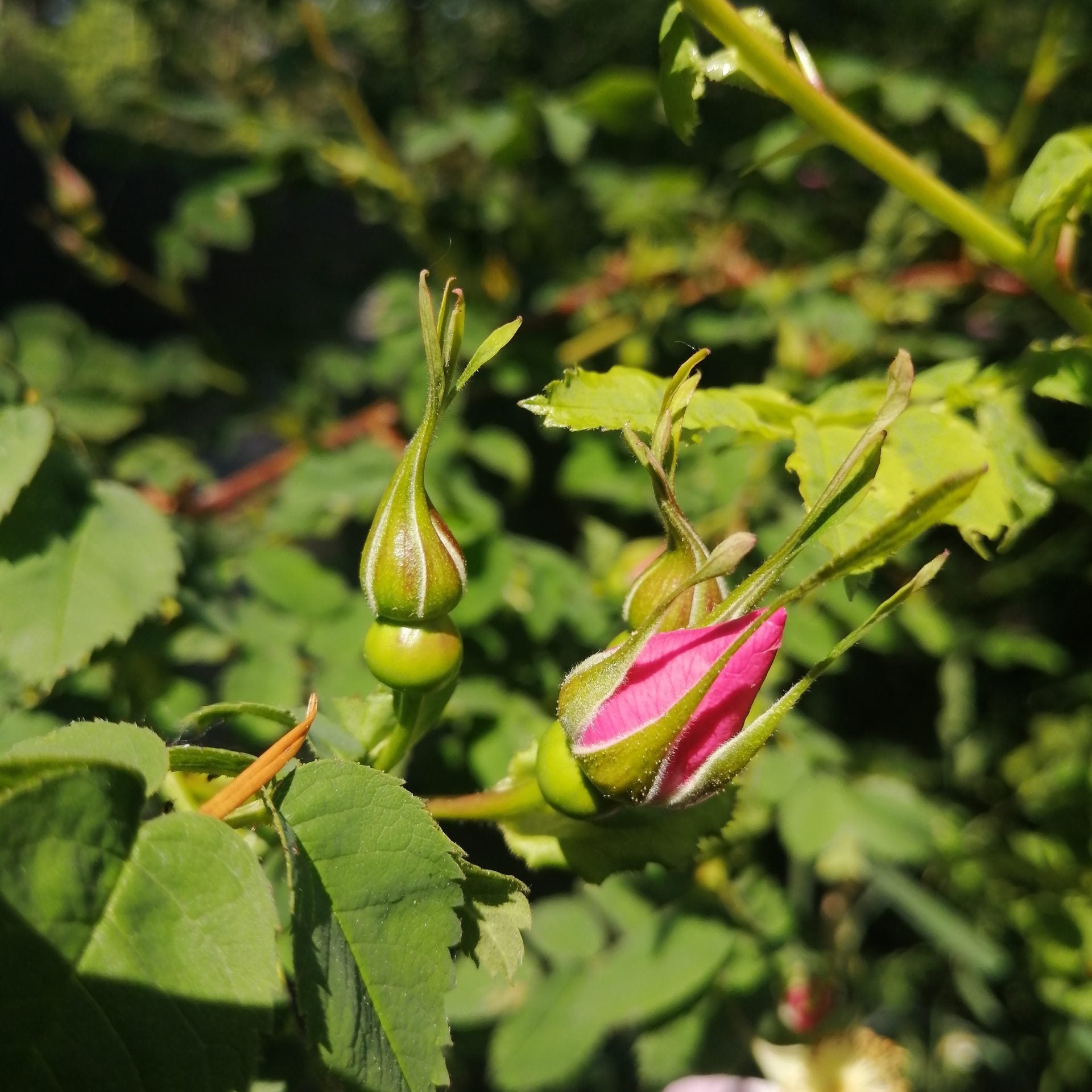 Semences de Nootka Rose