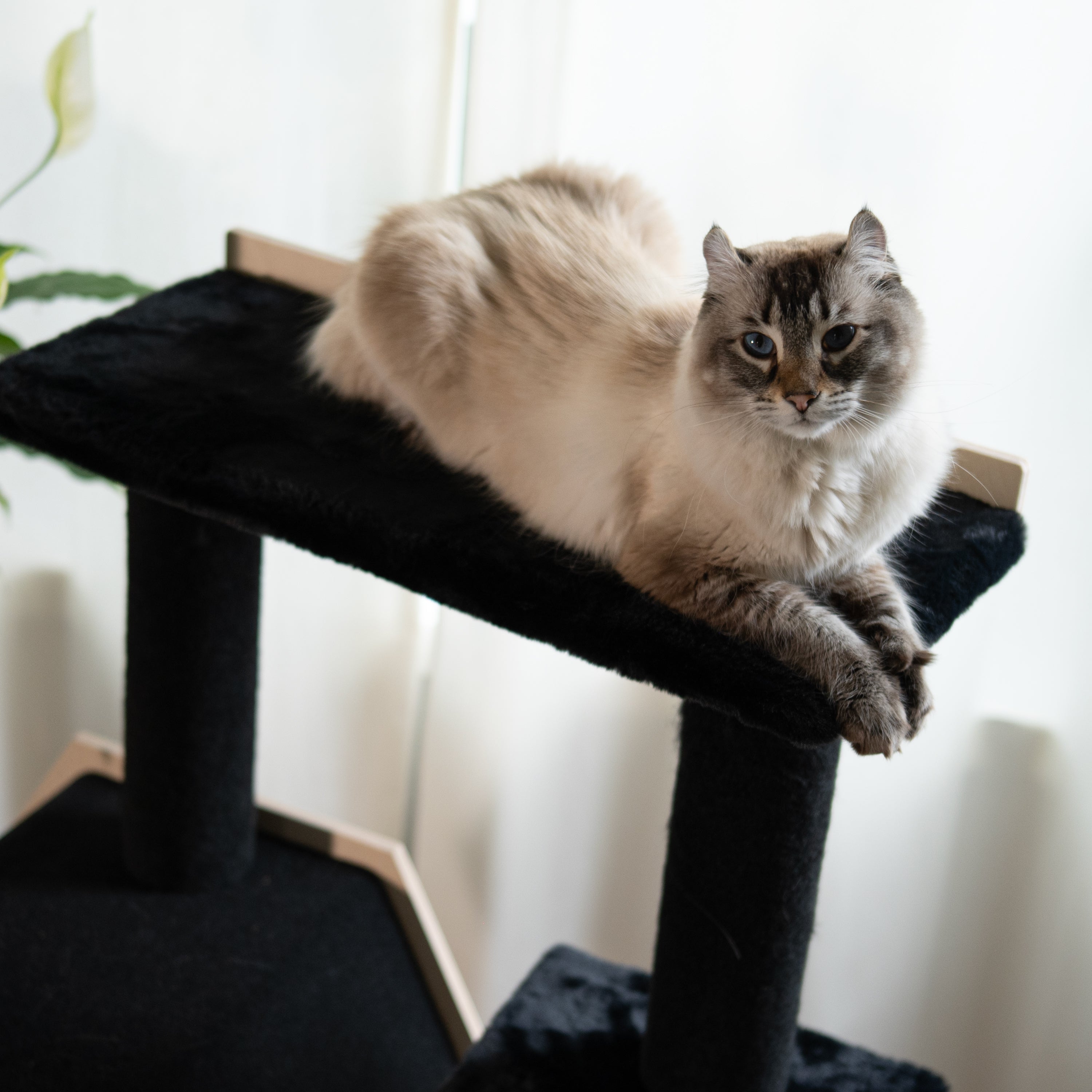 Arbre à chat à 4 niveaux - Hexagon House