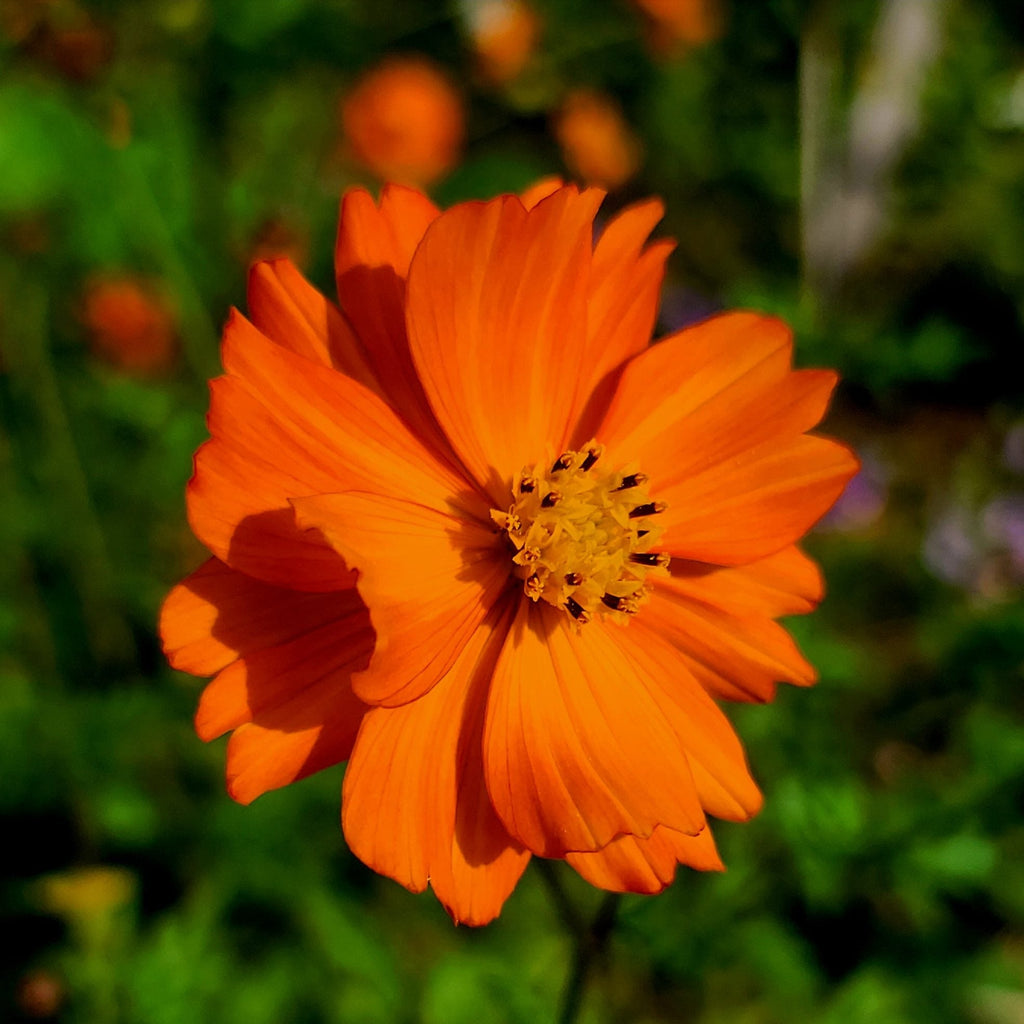 Sulphur Cosmos Seeds