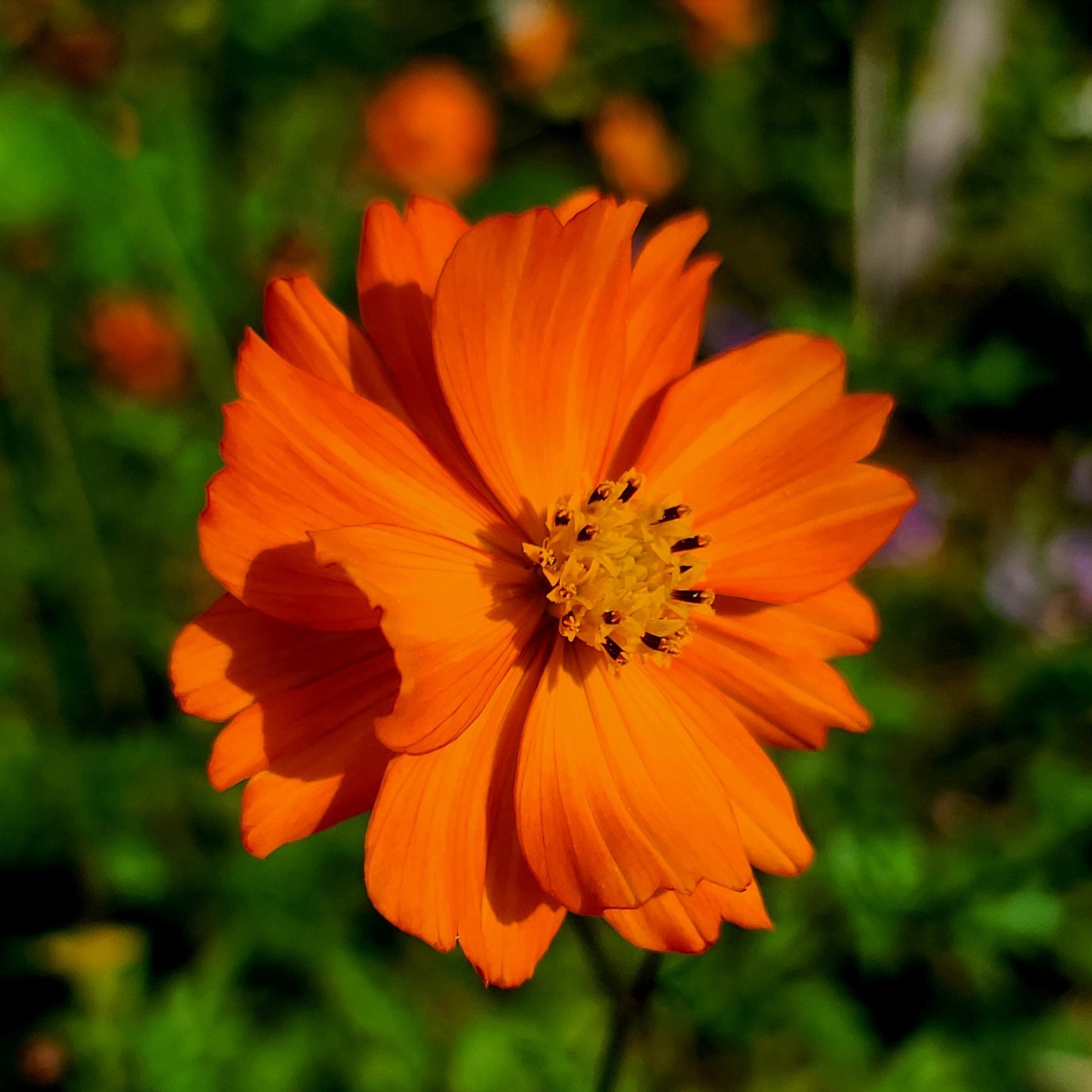 Semences de Cosmos sulfureux (Sulfur cosmos)