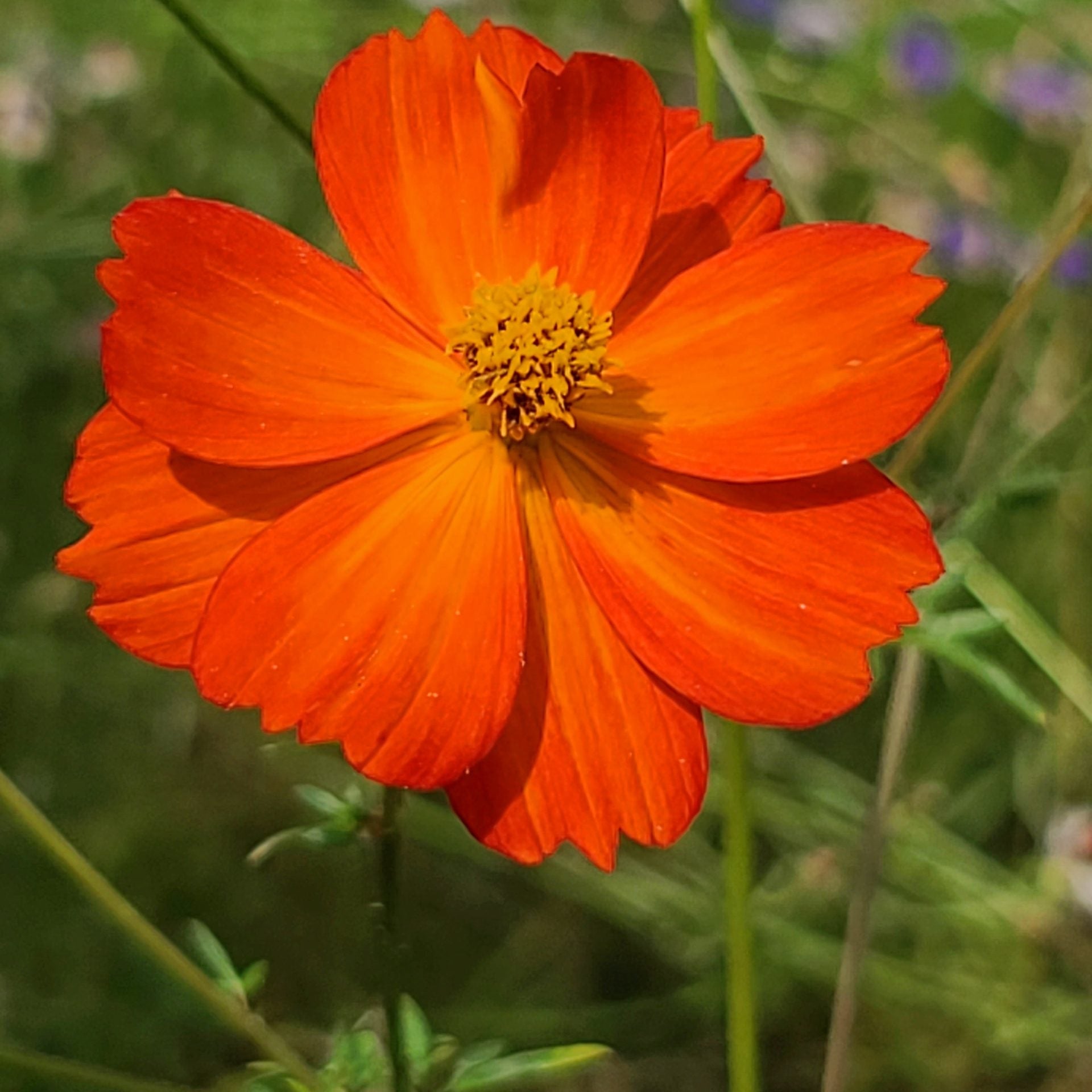 Semences de Cosmos sulfureux (Sulfur cosmos)