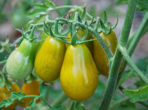 Tomato Seeds Giant Orange Pear