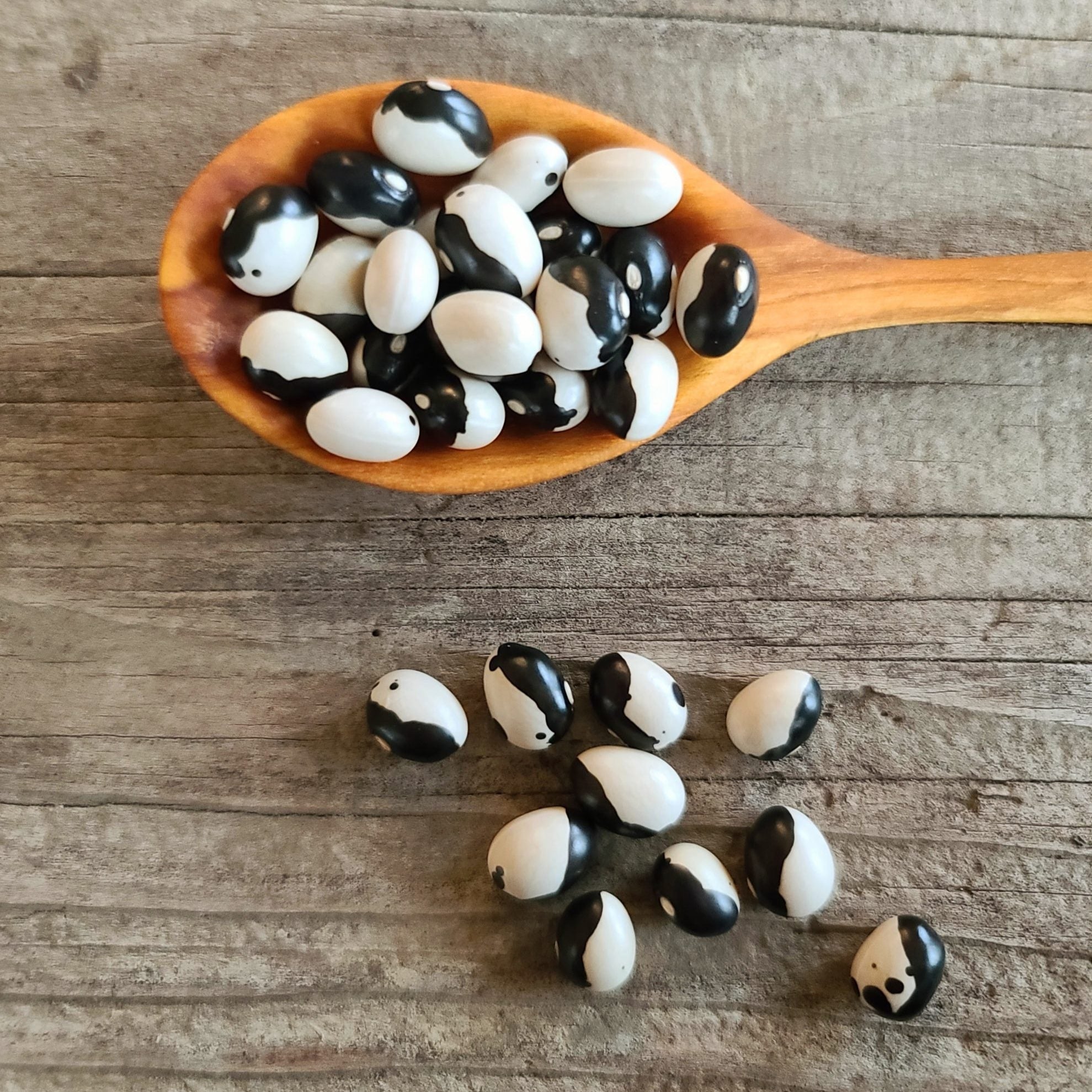 Semences de haricots nains Orca