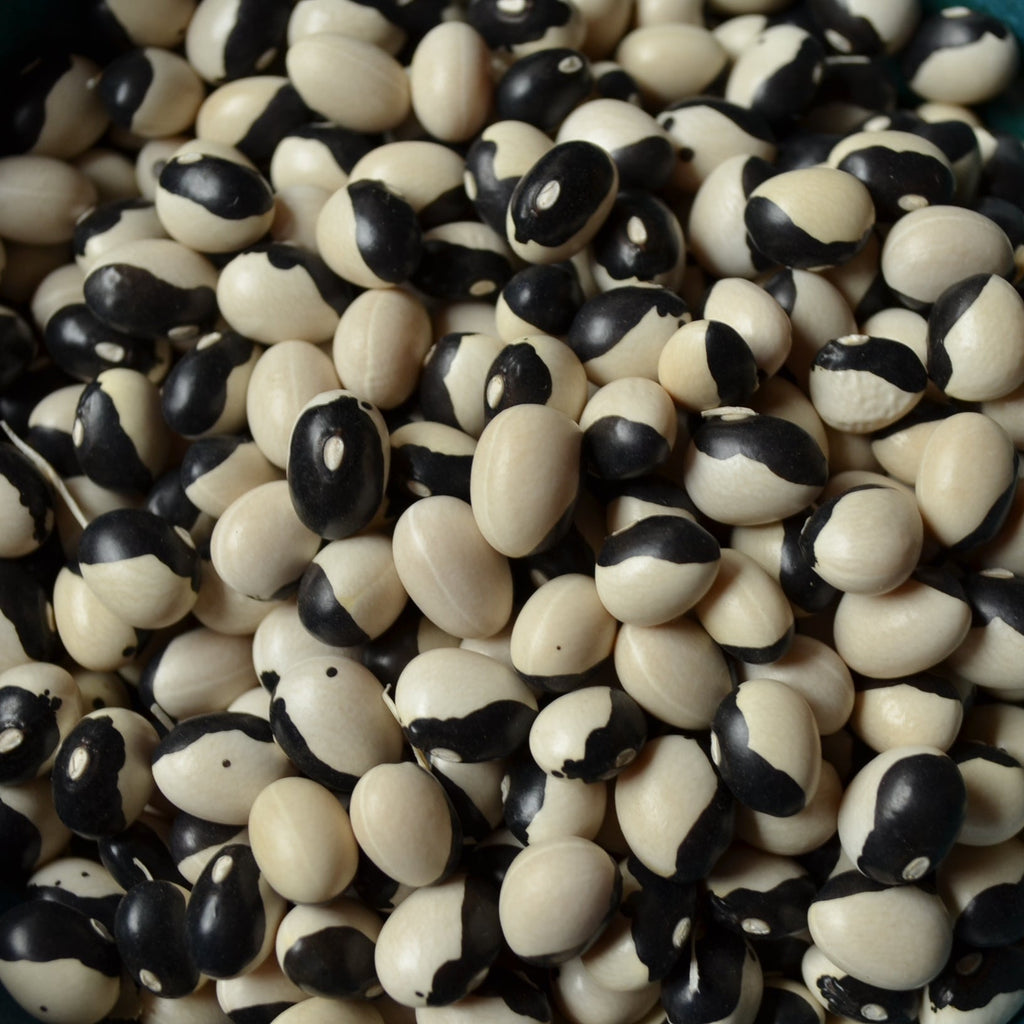 Semences de haricots nains Orca