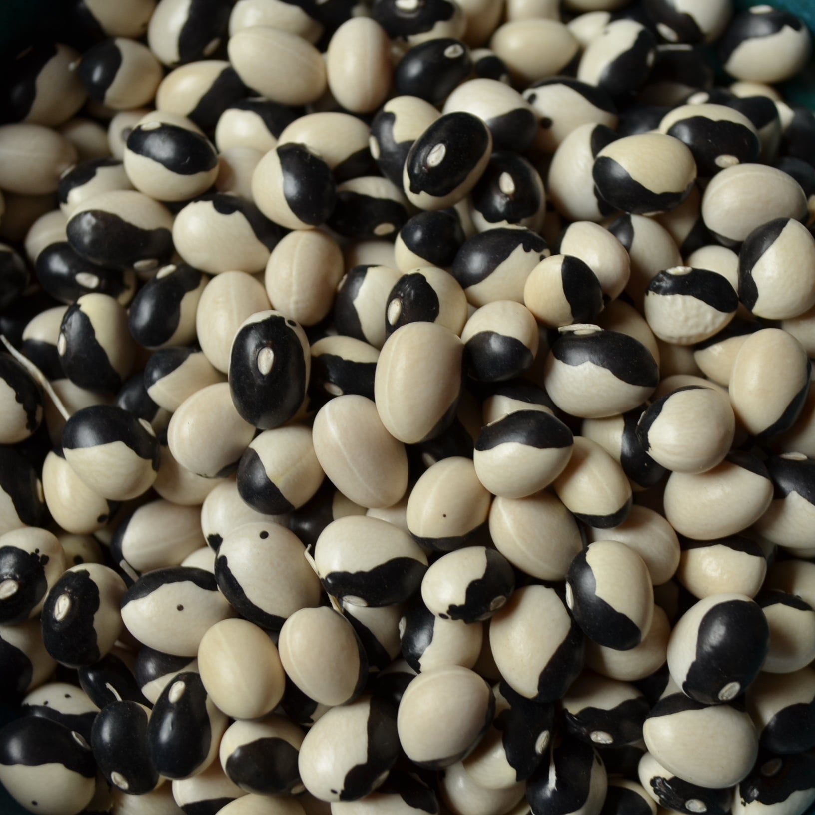 Semences de haricots nains Orca