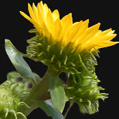 semences de herbe à gomme de l'Oregon