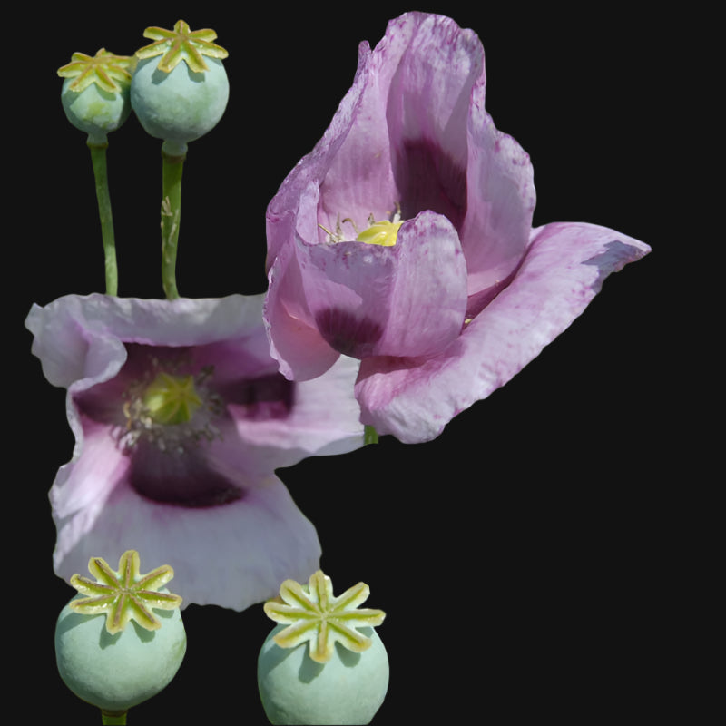Ornamental Poppy Seeds