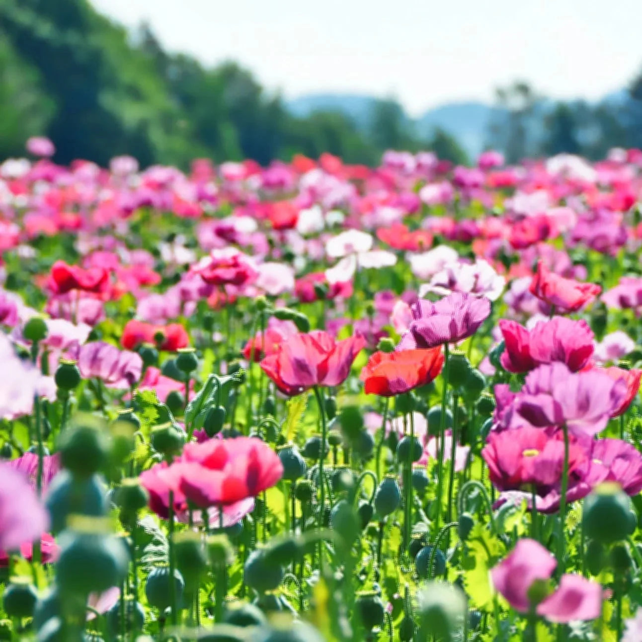 Ornamental Poppy Seeds
