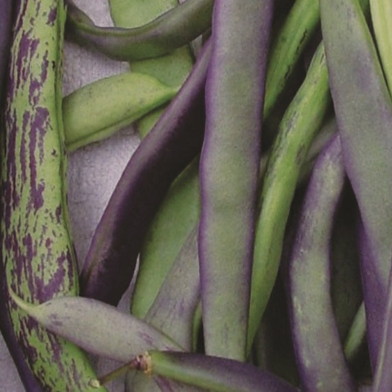 Seeds - Climbing Bean Mix