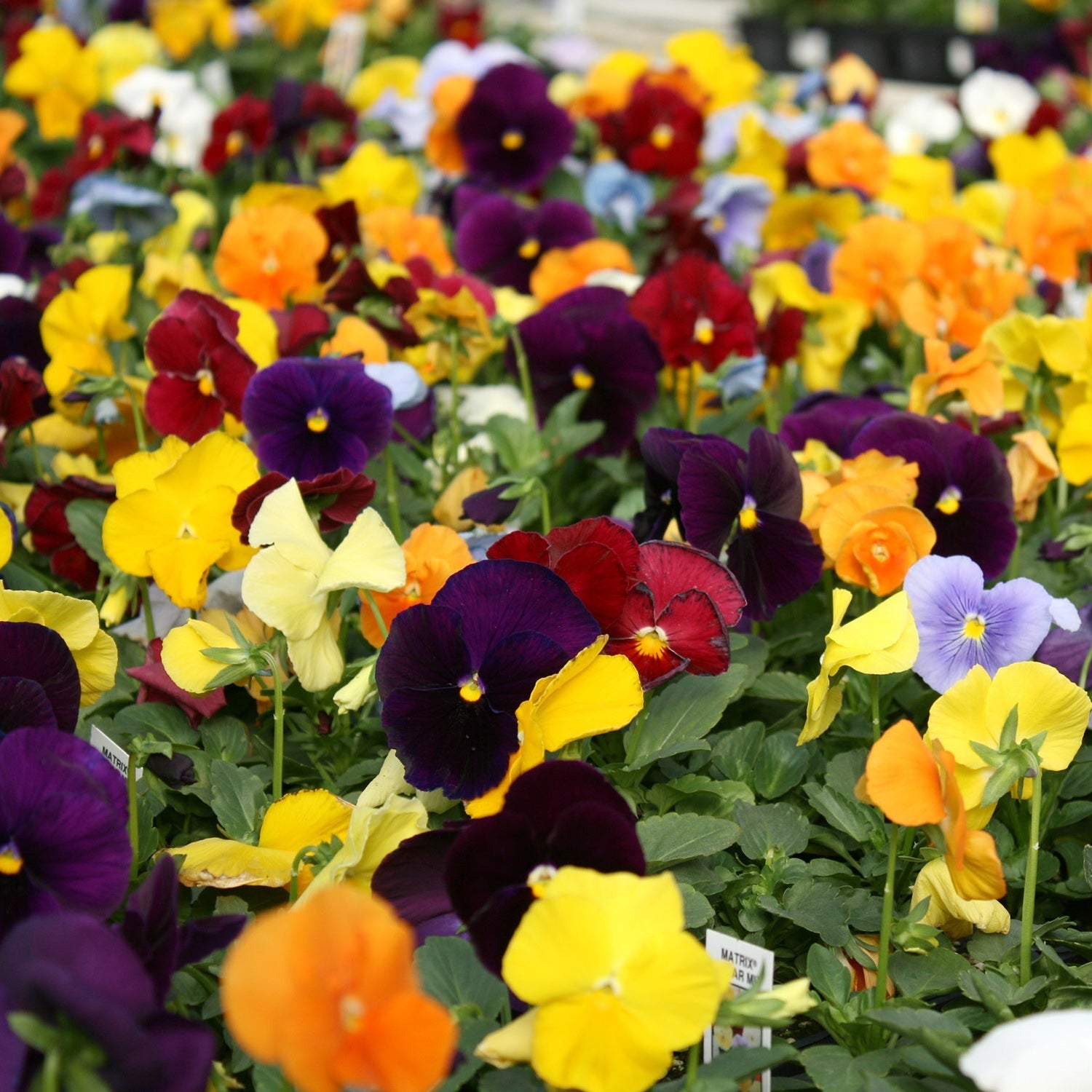 les Pensées (Pansy) - Semences