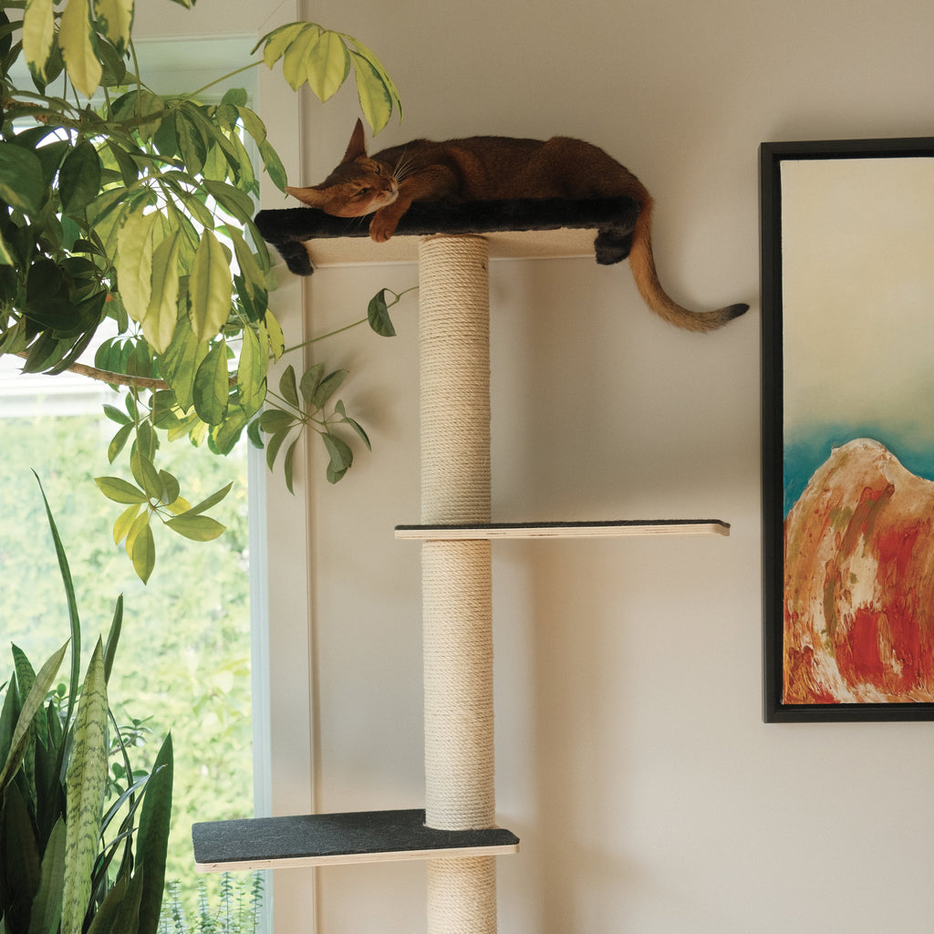 Kit Mural Noba – Parcours mural complet pour chats