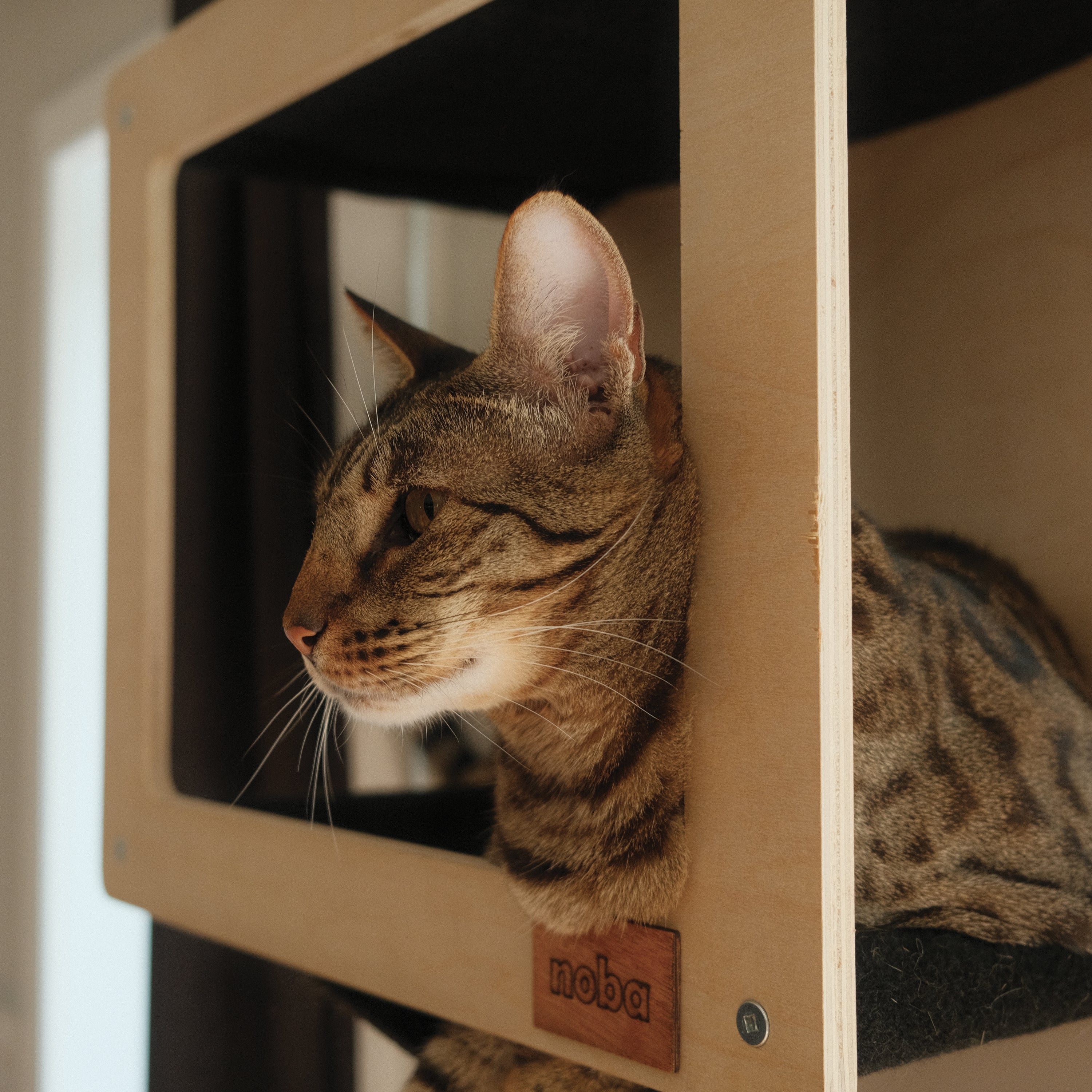 Kit Mural Noba – Parcours mural complet pour chats