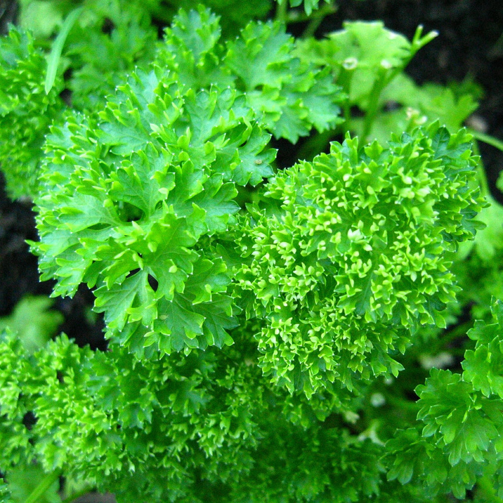 Parsley seeds
