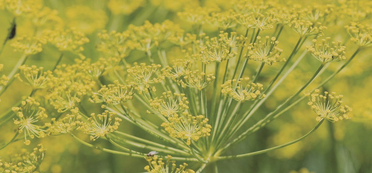 Perennial fennel seeds