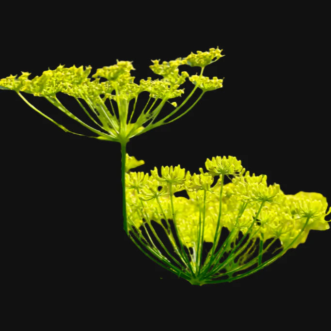 Perennial fennel seeds