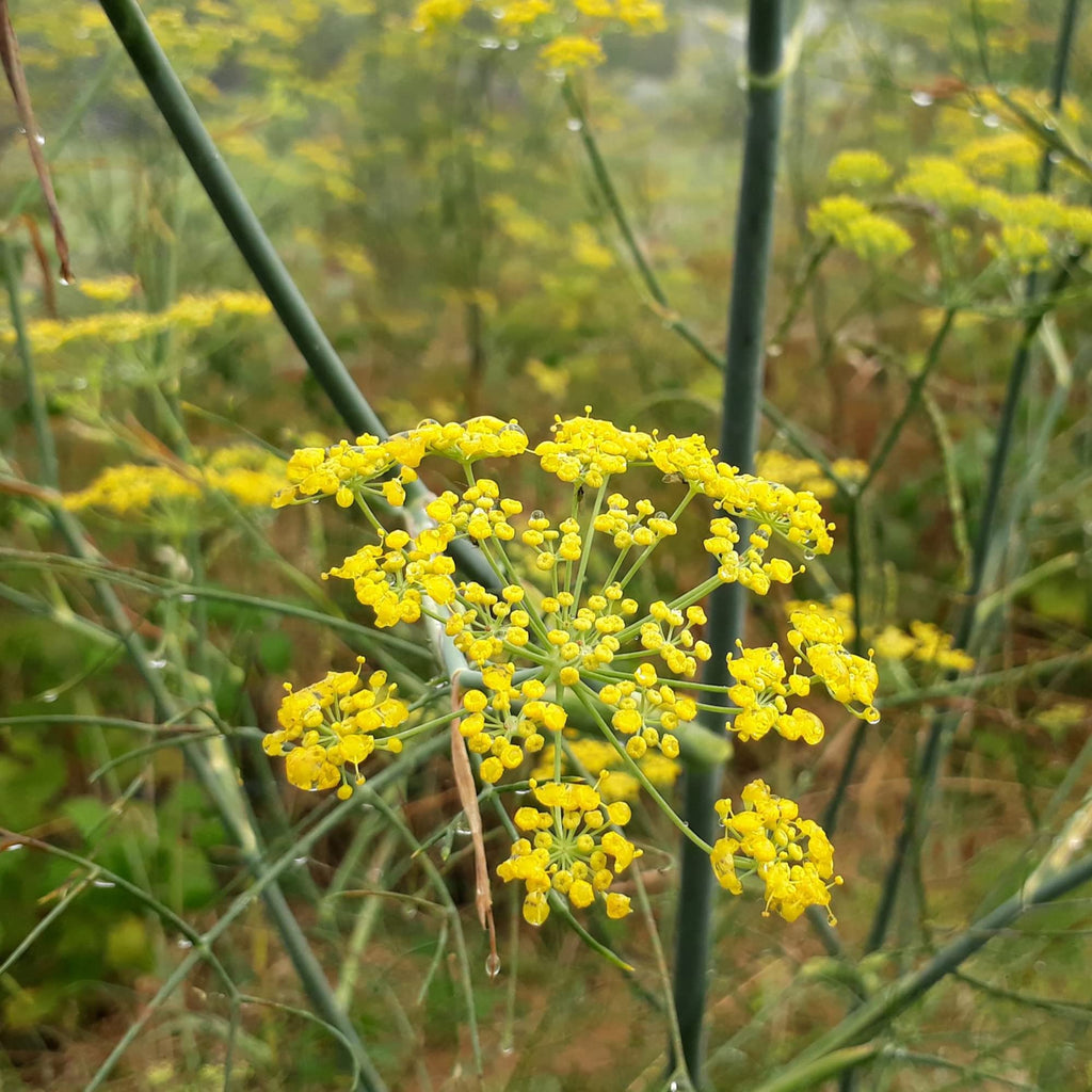 semences de fenouil vivace