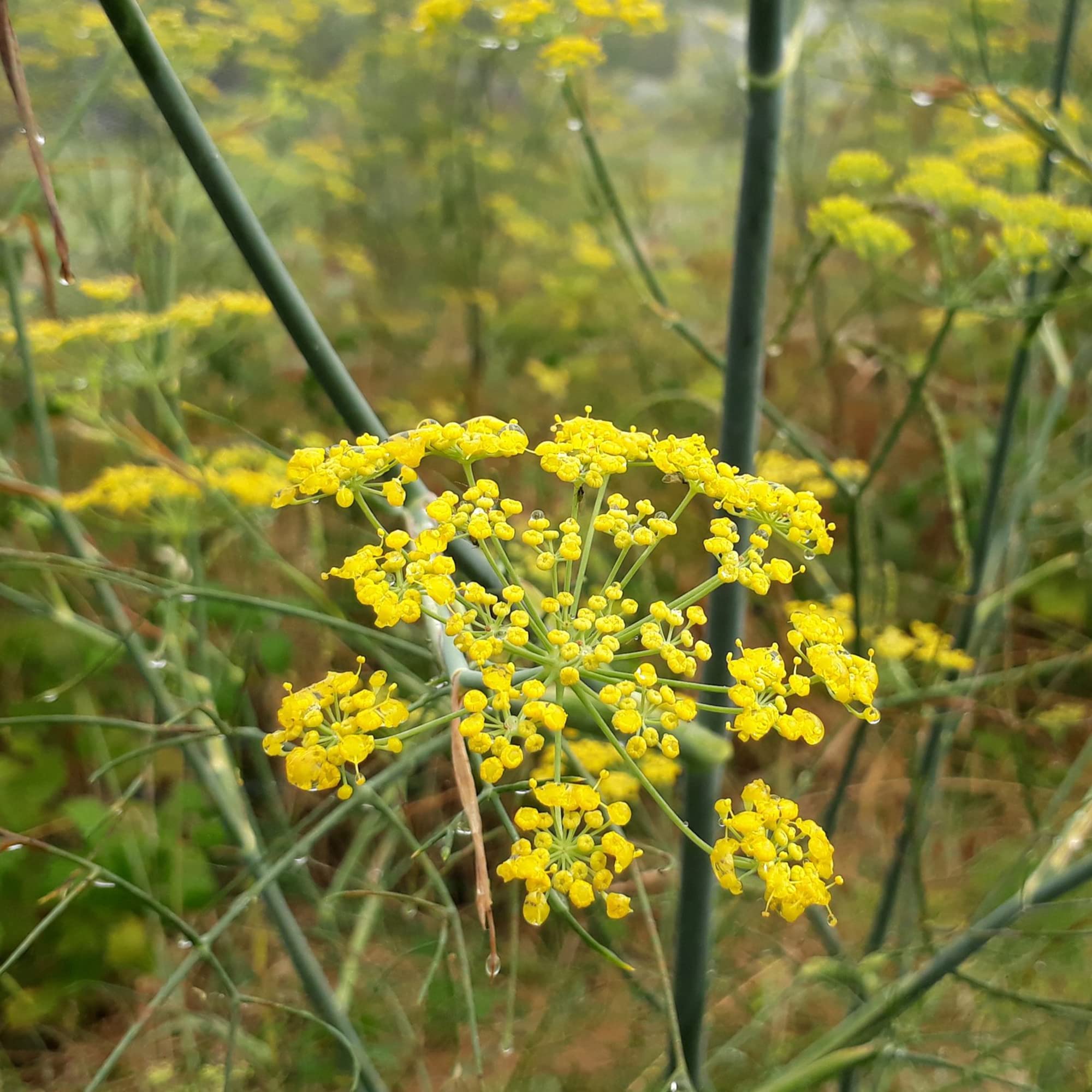 semences de fenouil vivace