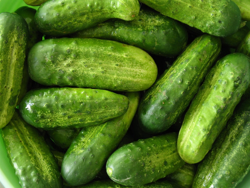 Semences de concombre à mariner