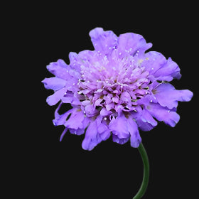Scabiosa seeds