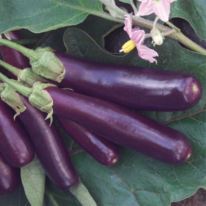 Mixed eggplant seeds