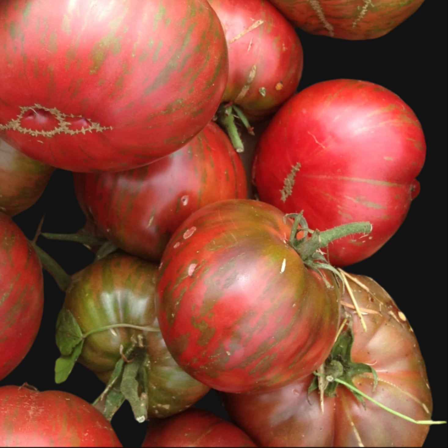 Semences de Tomate Pink Berkeley Tie Dye