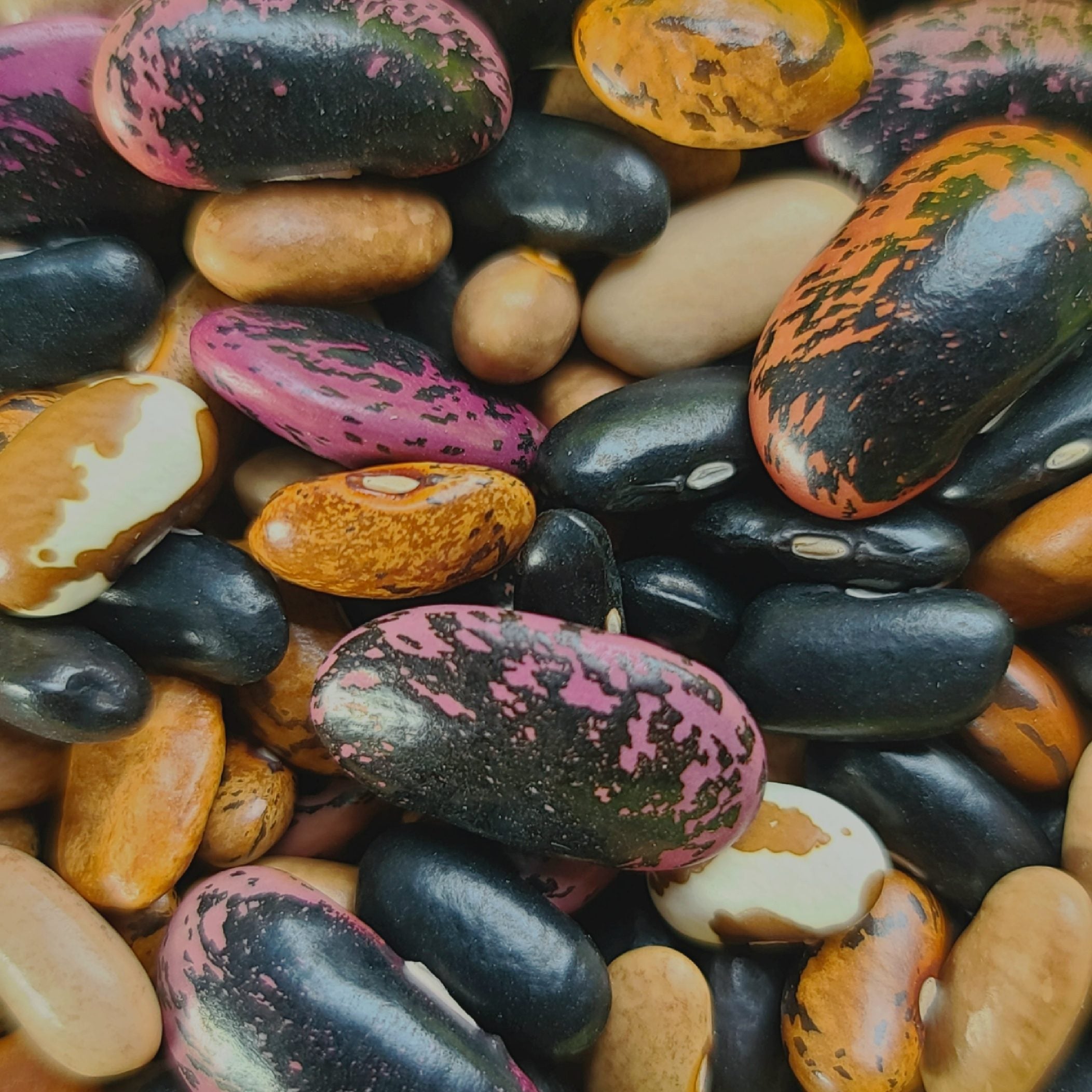 Seeds - Climbing Bean Mix