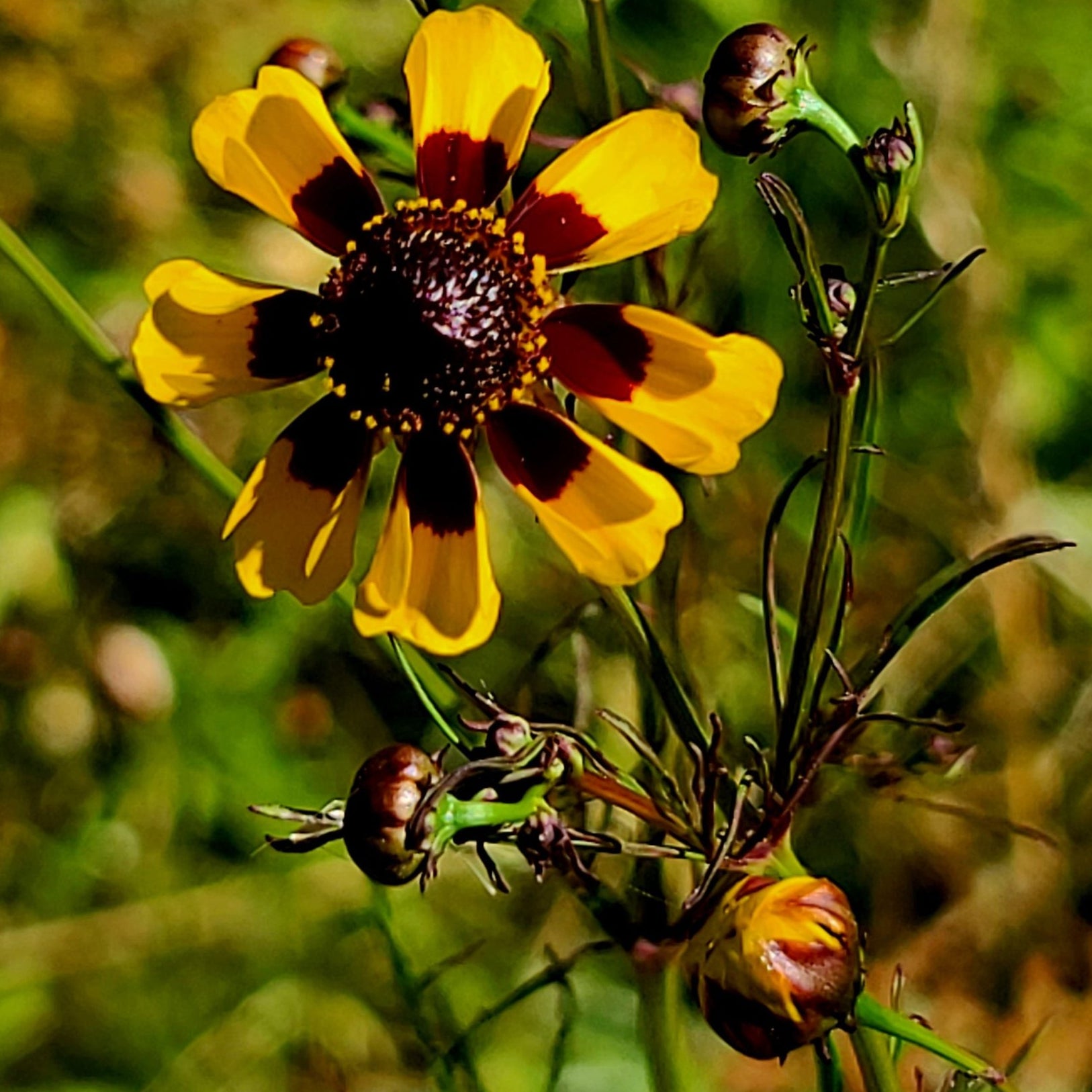 Semences de coréopsis des prairies