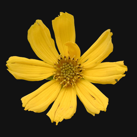 Semences de coréopsis des prairies