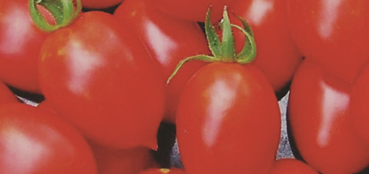 semences de Tomate Principe Borghese