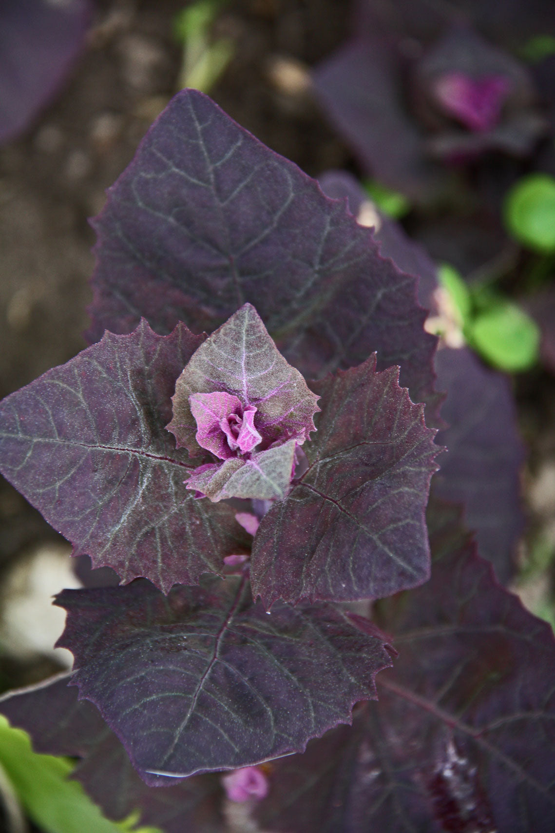 Semences - Epinard rose / Cénopode pourpre (Purple Orach)