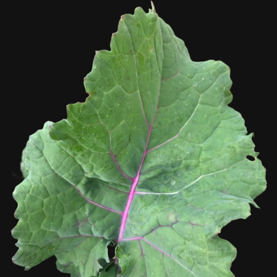 Purple tender leaf kale seeds
