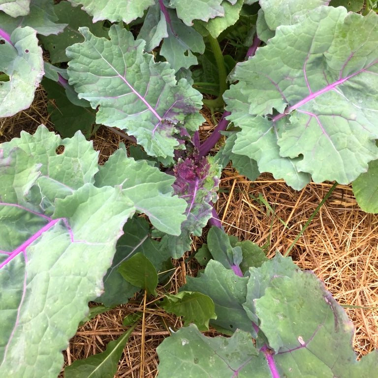 Purple tender leaf kale seeds