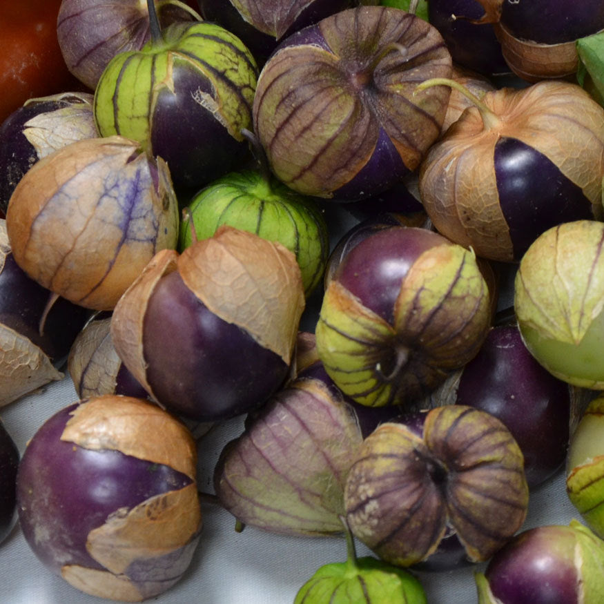 Purple Tomatillo Seeds