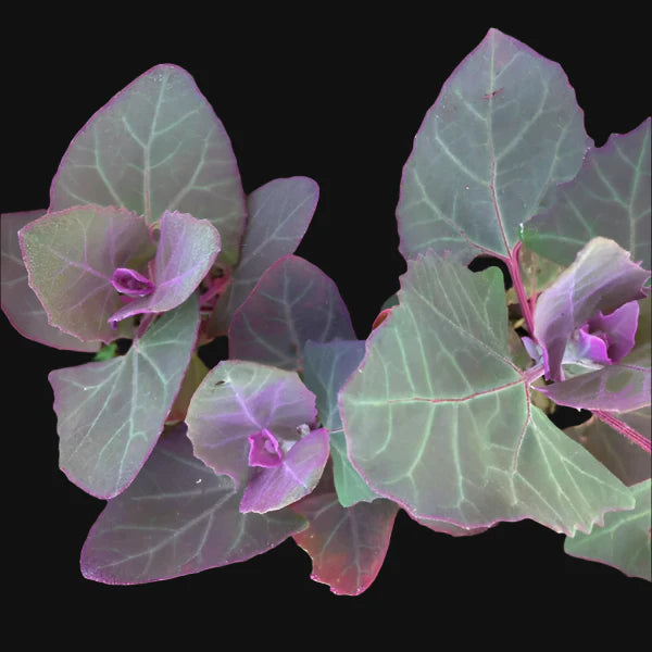 Semences - Epinard rose / Cénopode pourpre (Purple Orach)