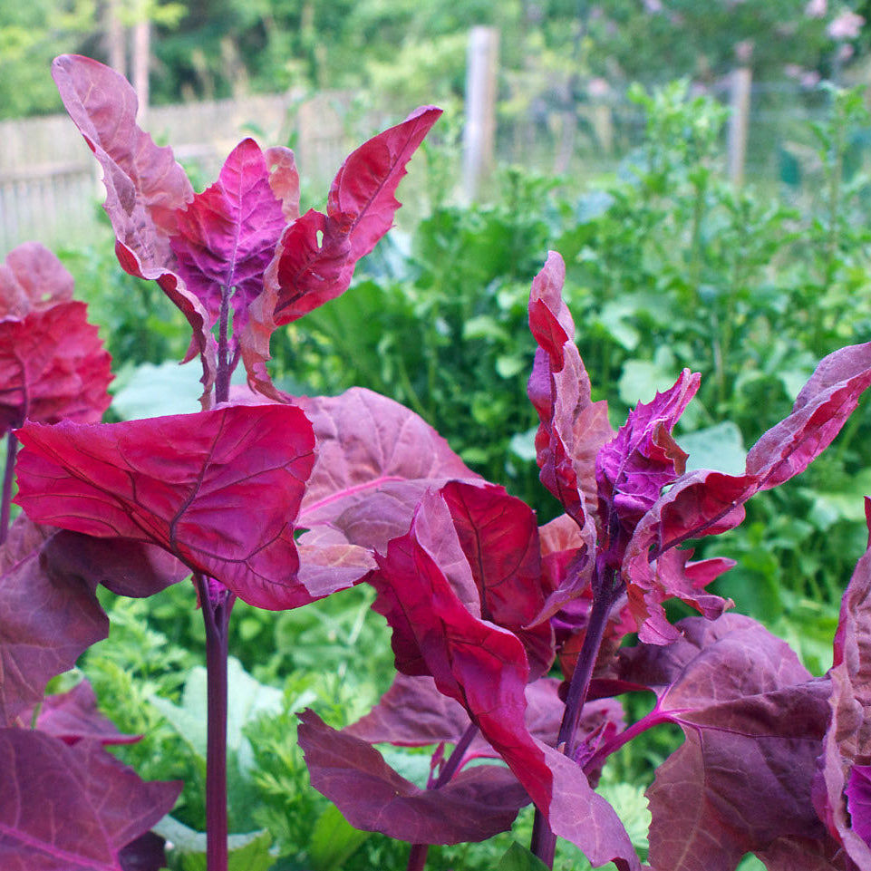 Semences - Epinard rose / Cénopode pourpre (Purple Orach)
