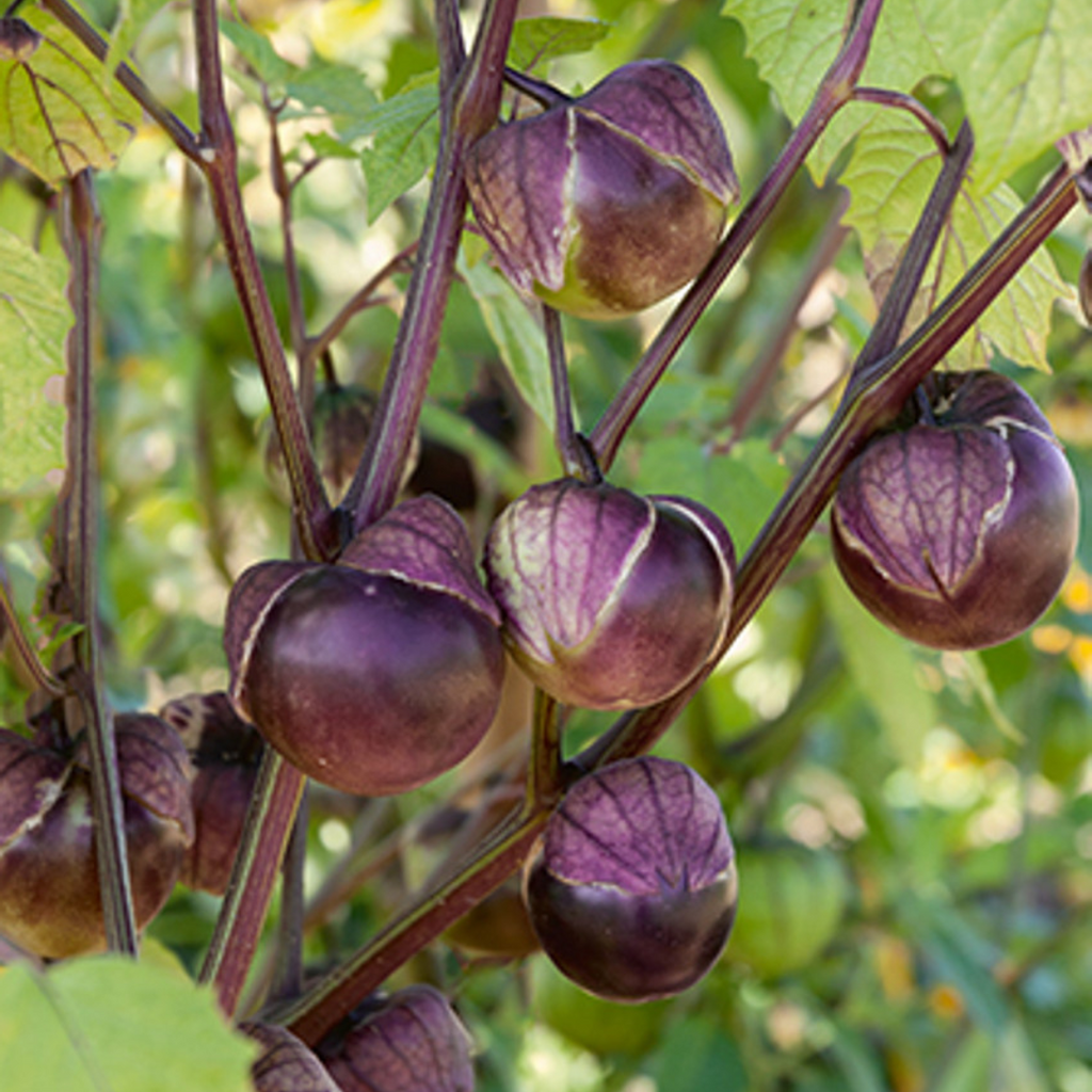 Purple Tomatillo Seeds