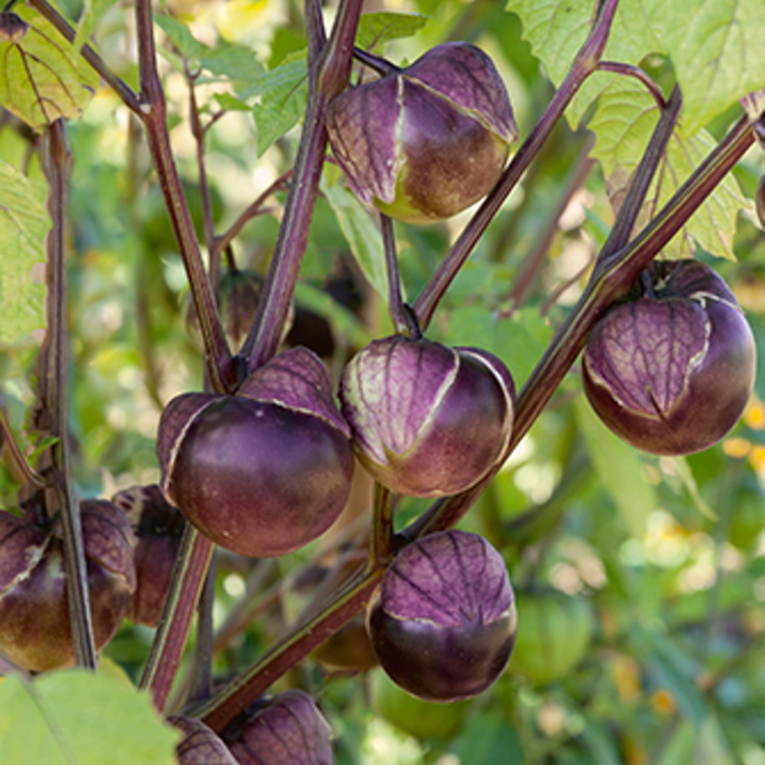 Purple Tomatillo Seeds