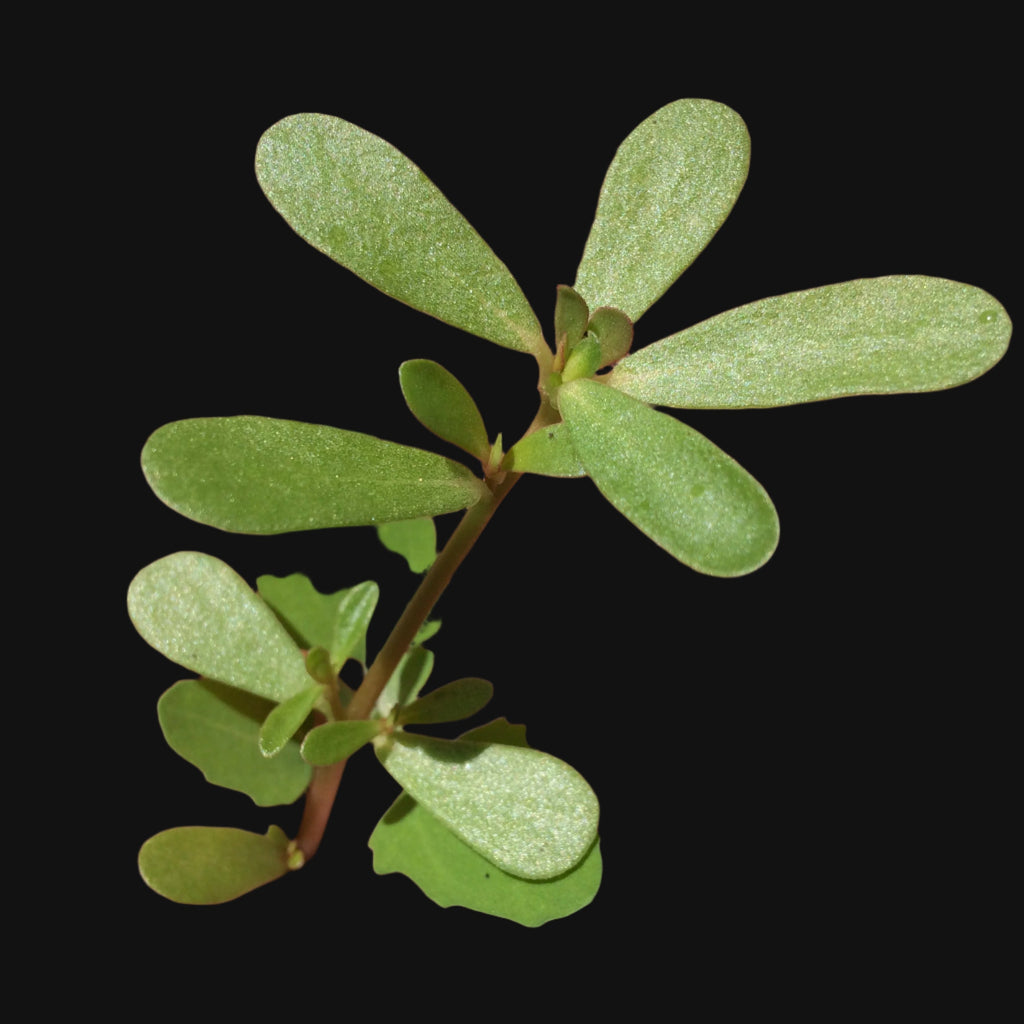 Purslane seeds